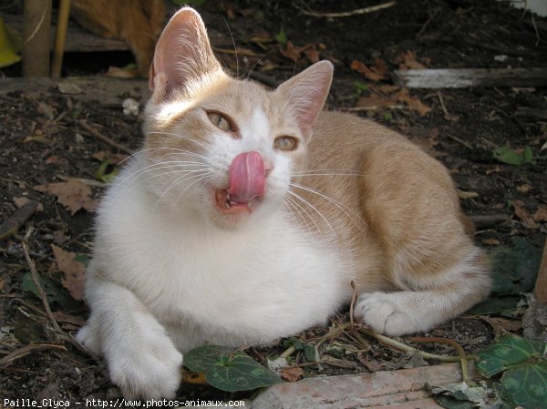 Photo de Chat domestique