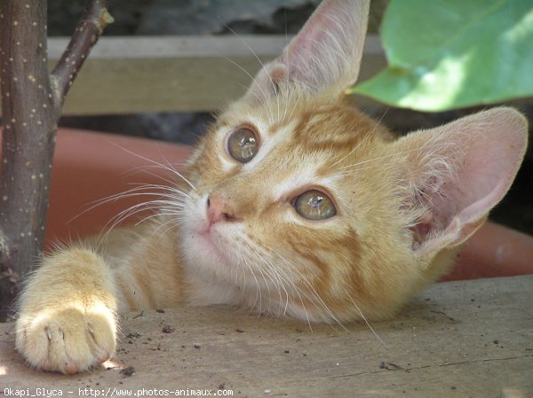 Photo de Chat domestique