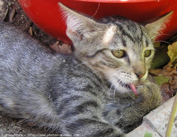 Photo de Chat domestique