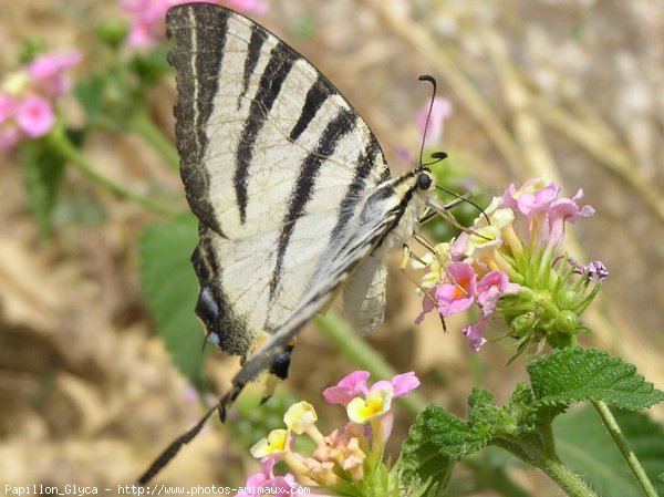 Photo de Papillon