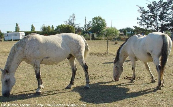 Photo de Camargue