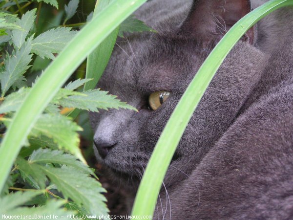 Photo de Chat domestique