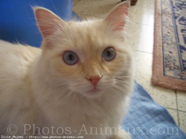 Photo de Ragdoll