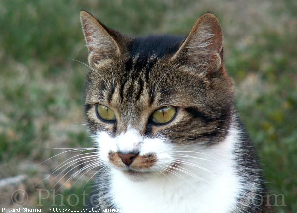 Photo de Chat domestique