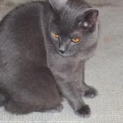 Photo de Chartreux