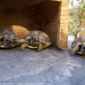 Photo de Tortue