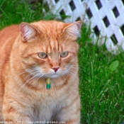 Photo de Chat domestique