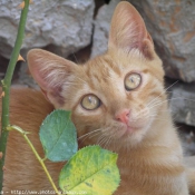 Photo de Chat domestique