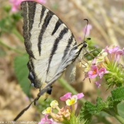 Photo de Papillon