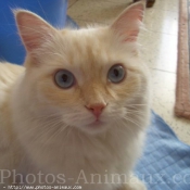 Photo de Ragdoll