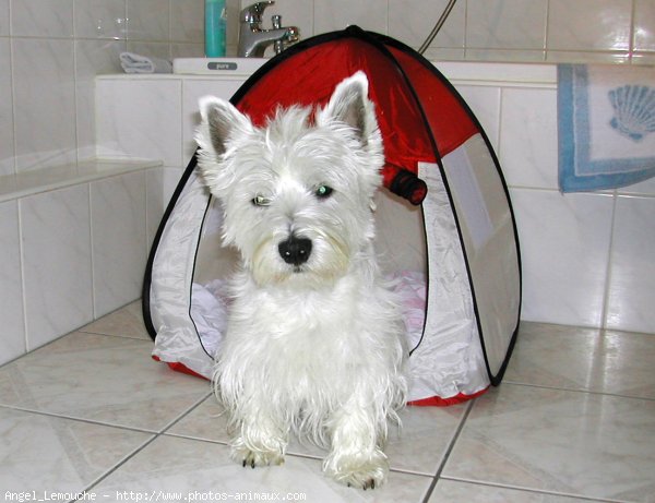 Photo de West highland white terrier