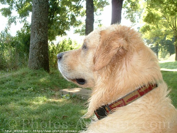 Photo de Golden retriever