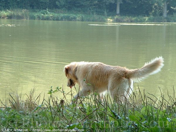 Photo de Golden retriever