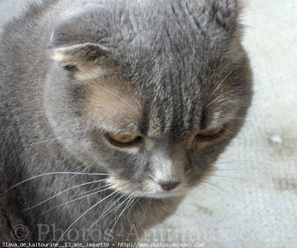 Photo de Scottish fold