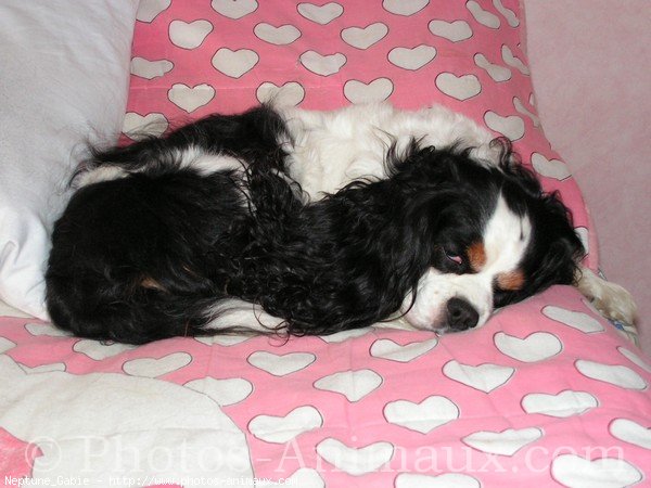 Photo de Cavalier king charles spaniel