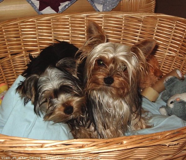 Photo de Yorkshire terrier