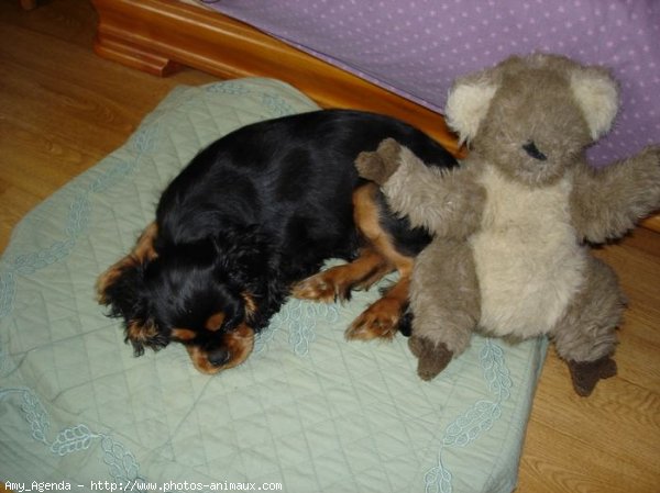 Photo de Cavalier king charles spaniel