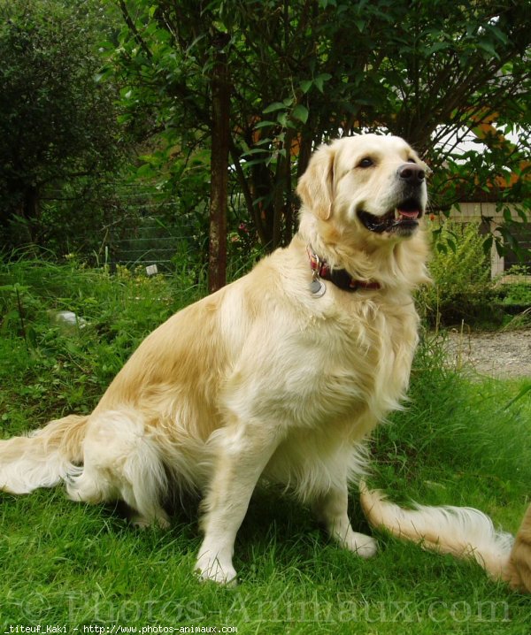 Photo de Golden retriever