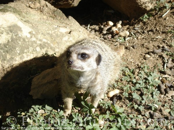 Photo de Suricate