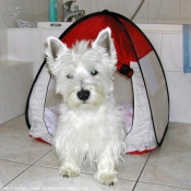 Photo de West highland white terrier