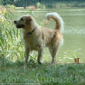 Photo de Golden retriever