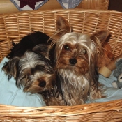 Photo de Yorkshire terrier