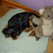 Photo de Cavalier king charles spaniel