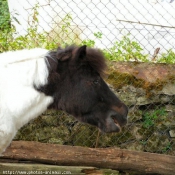 Photo de Poney franais de selle