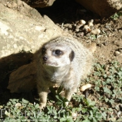 Photo de Suricate