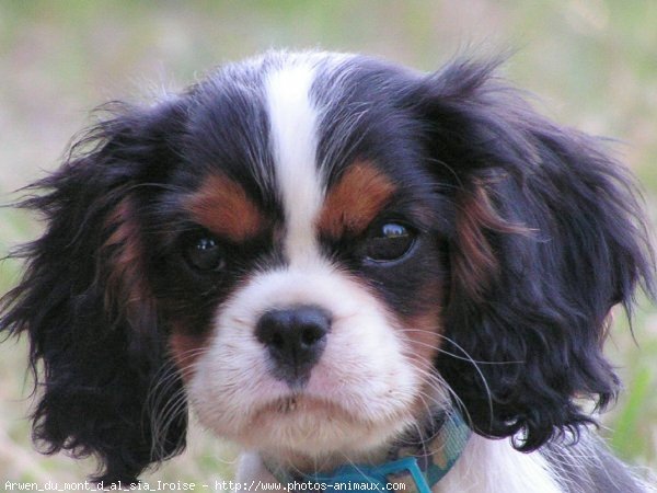 Photo de Cavalier king charles spaniel