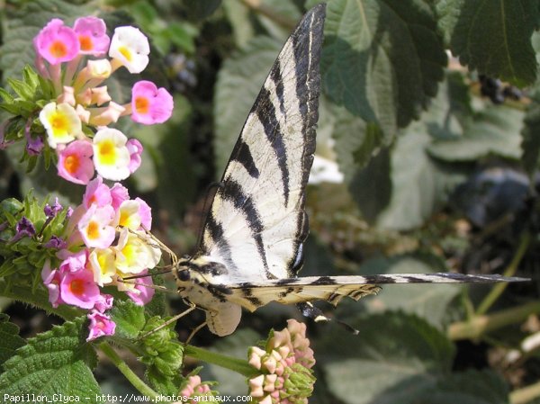 Photo de Papillon