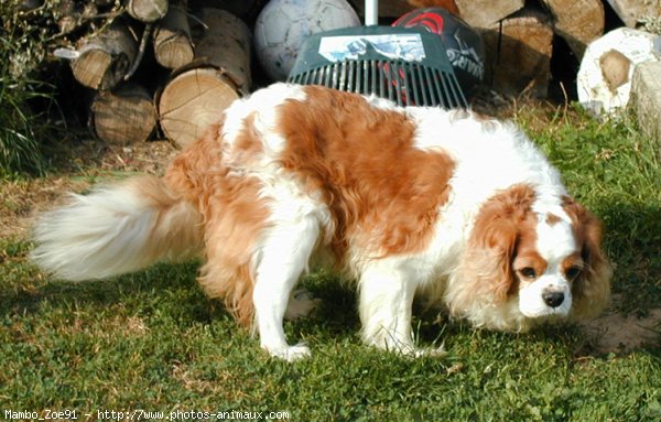 Photo de Cavalier king charles spaniel