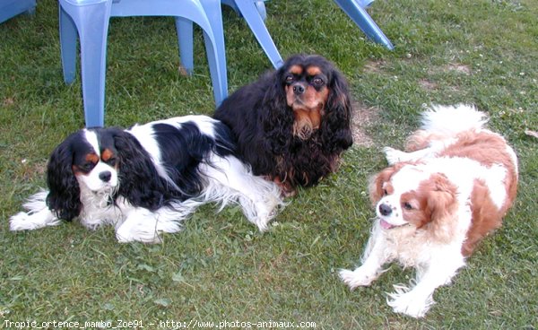 Photo de Cavalier king charles spaniel