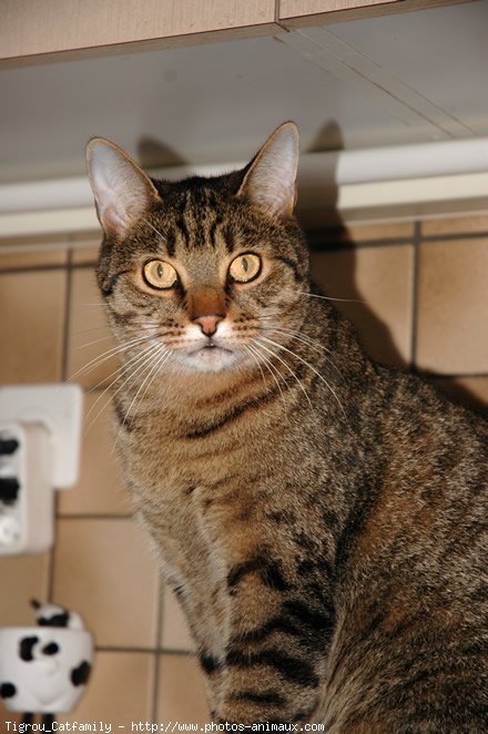 Photo d'European shorthair