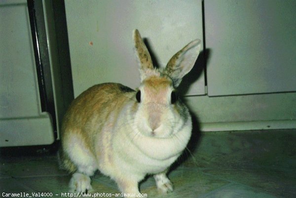 Photo de Lapin