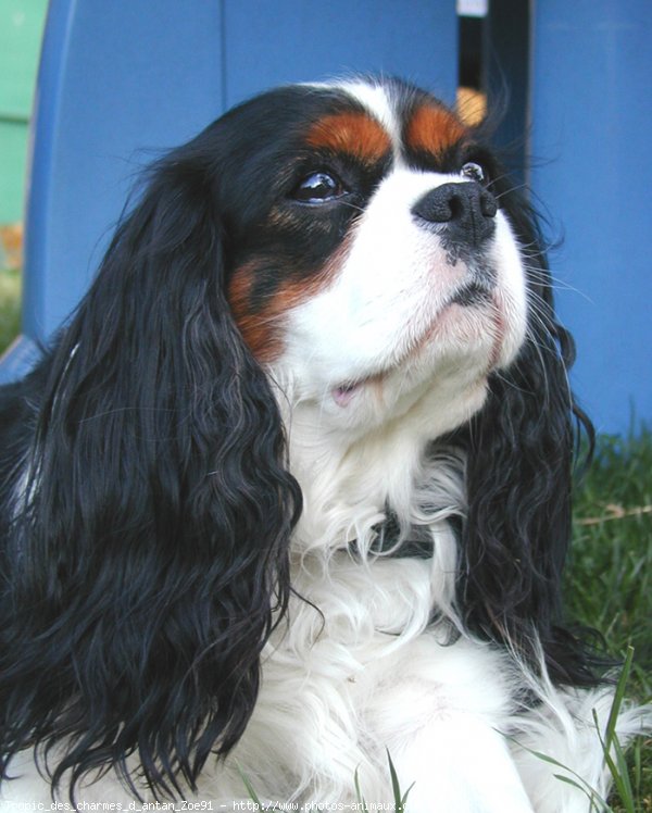 Photo de Cavalier king charles spaniel