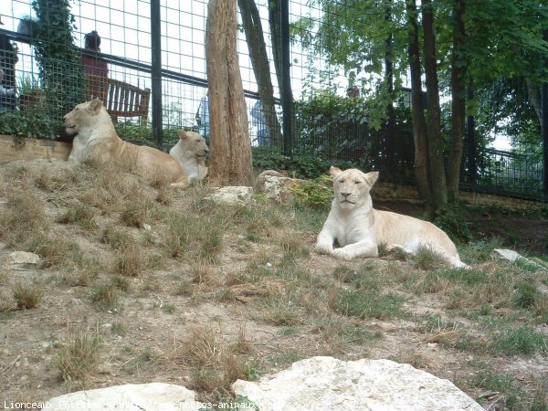 Photo de Lion