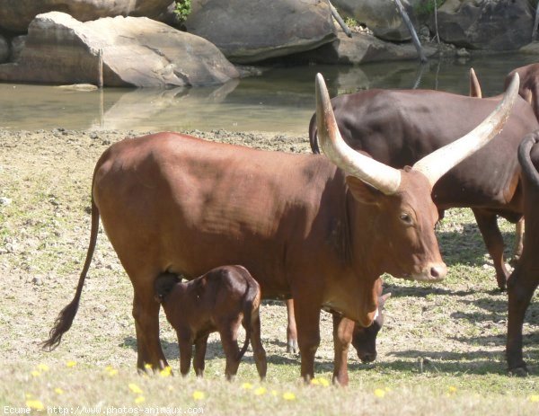 Photo de Watusi