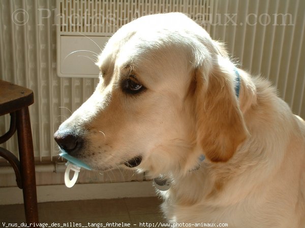 Photo de Golden retriever