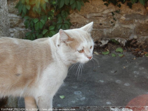 Photo de Chat domestique