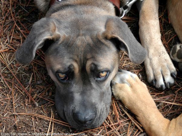 Photo de Chien de cour italien