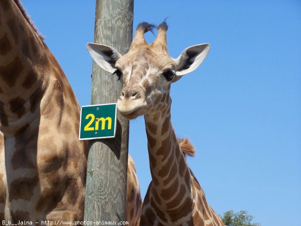 Photo de Girafe