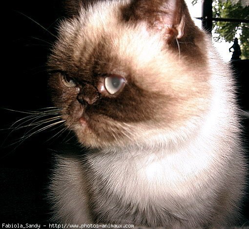 Photo d'Exotic shorthair