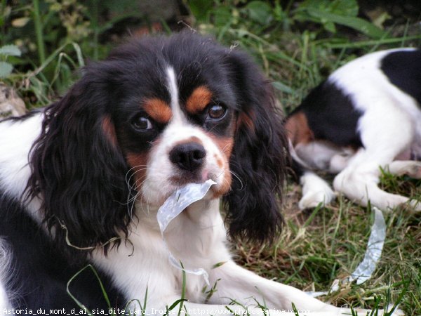 Photo de Cavalier king charles spaniel