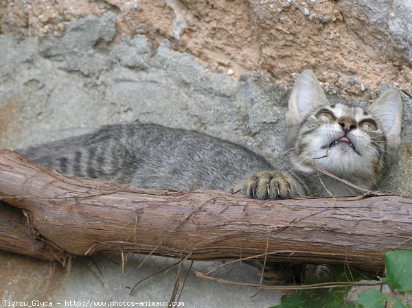 Photo de Chat domestique