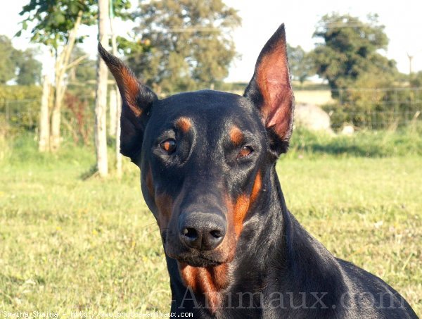 Photo de Dobermann