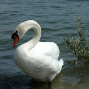 Photo de Cygne