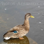 Photo de Canard