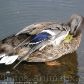 Photo de Canard