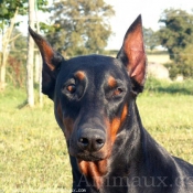 Photo de Dobermann